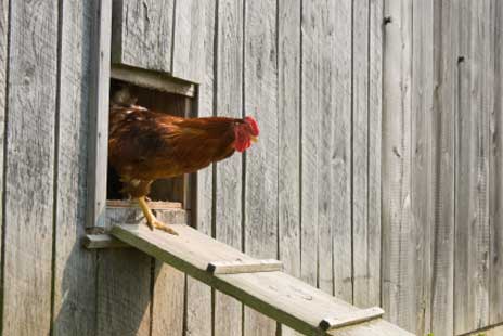Chicken House inside painted with wood preservatives - Eggs can be contaminated