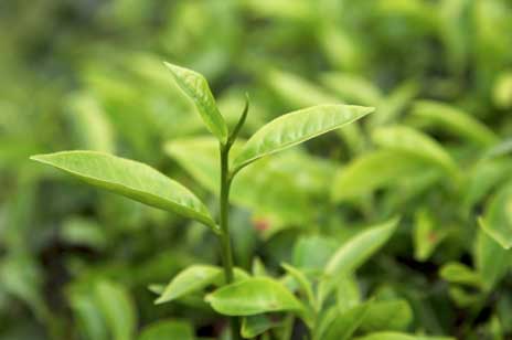 Tea Trea - his oil helps often
