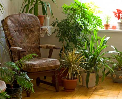 Identifying House Plants Pictures. many common house plants