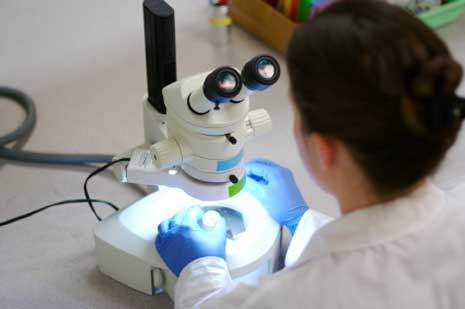 New findings show effects on human cells from PCBs and Atrazine 