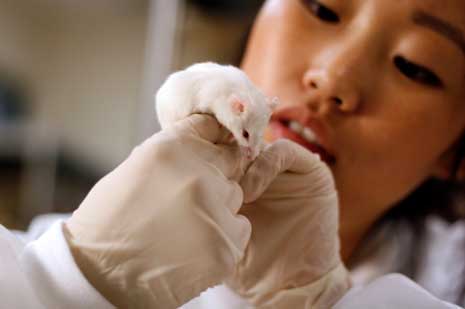 Lab Mouse shows Chemical Sensitivity