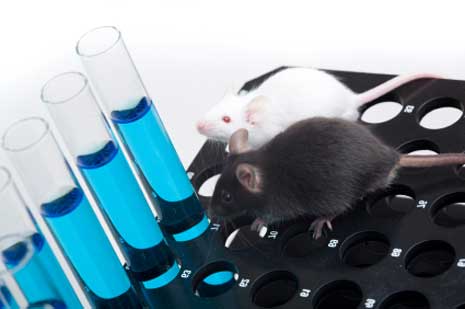 Lab Rats show Model for Chemical Sensitivity Lab Rats show Model for Chemical Sensitivity