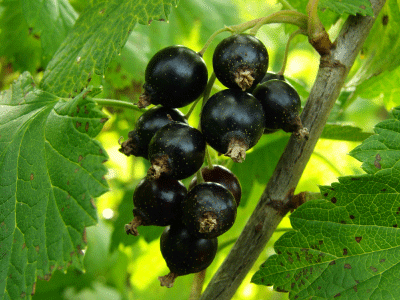 Black-Currant a very healthy fruit