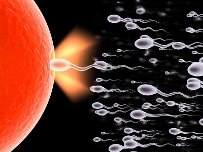 The Chemical BPA harms Human Sperm