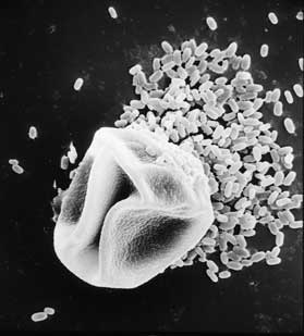 Ozone makes Allergens more problematic