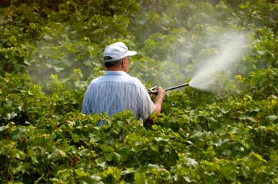 Pestizide ruinieren die Gesundheit