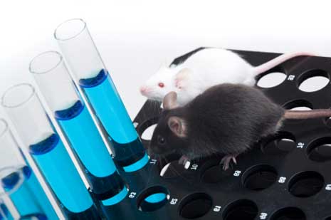Tierversuch zur Erfoschung von Chemikalien-Sensitivität, Chronic Fatique und Asthma